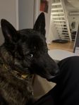 omplacering Akita/Husky