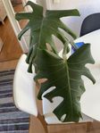 Monstera stickling 