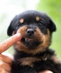 Rottweiler valpar SKK registrerade Rottweilervalpar