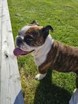 Engelsk bulldog tjej