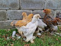 Brahma