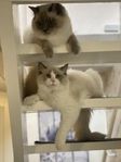 Ragdoll kattbebisar