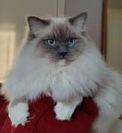 Ragdoll med stamtavla