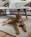 Bengalkatt hane