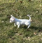 Chihuahua Valp Tik Leveransklar (Ej reg i SKK) 