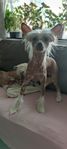 Chinese crested dog hane 6 1/2 månader 