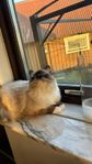 kattunge