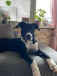 American bully XL, blandras