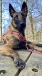 Sökes: Fodervärd/ jourhem till malinois