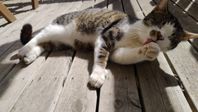 Katt