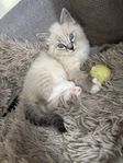 Ragdoll kattungar (endast 2 hanar kvar)