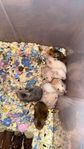 guldhamster ungar