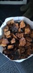 Chaga Sprängticka 