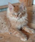 mainecoon kattungar m Sverak stamtavla 