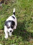 Jack Russell valpar SKK registrerade