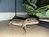 leopardgecko