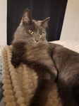 Milos 4 år kast. hankatt söker nytt kärleksfullt hem 