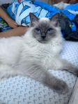 ragdoll katt