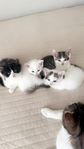 kattungar 