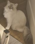 sibirisk mix ungkatt 10 mån