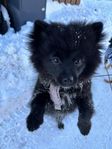 omplacering hund 