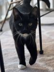 katt hane
