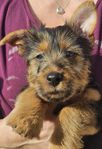 Australisk Terrier