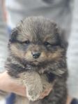Finsk Lapphund valp