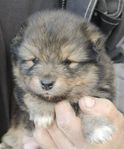 Finsk Lapphund valp