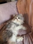 ragdoll 