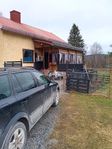 fritisboende eller fast utanför Sollefteå björksjön 