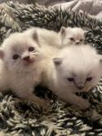 ”tingade” Ragdoll perser 