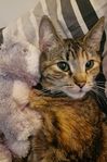 Katt 