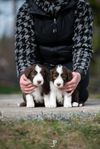 Bearded Collie-valpar