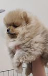 Charmigа Pomeranian valparna, Skkk