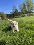 Labrador/Malamute valpar