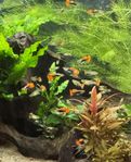 Guppy Koi Tuxedo