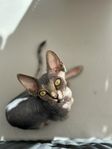 Sphynx hona 