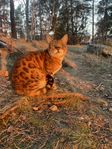 Renrasig Bengal m. stamtavla