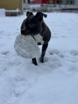 American Bully Standard tik 