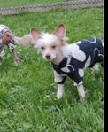 Chinese crested dog choklad och vit tik