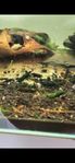 Neocaridina räkor, flera färger! 