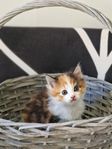 En super fin och fluffig ragdoll/sibrisk kattunge