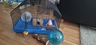 Hamster bur
