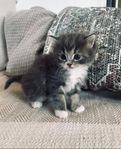 Ragdoll