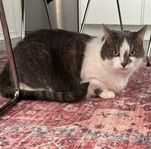omplacering katt 