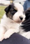 Australian shepherd valpar med stamtavla 