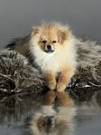 Pomeranian valp Han Reg i SKK