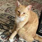 katt (hane)