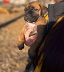 Cane Corso valpar - snart leveransklara